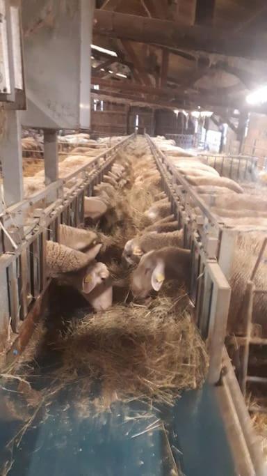 Gite A La Ferme, Avec Animaux, Fromages Et Nature Neuville-les-Decize ภายนอก รูปภาพ