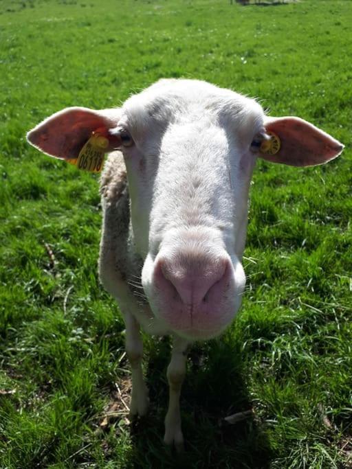 Gite A La Ferme, Avec Animaux, Fromages Et Nature Neuville-les-Decize ภายนอก รูปภาพ