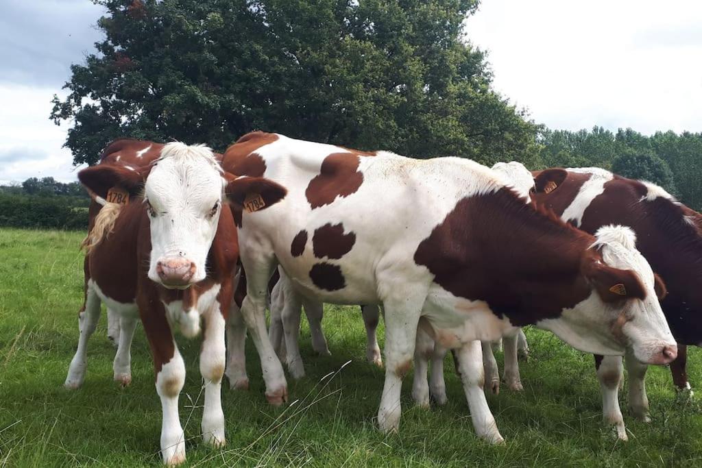 Gite A La Ferme, Avec Animaux, Fromages Et Nature Neuville-les-Decize ภายนอก รูปภาพ