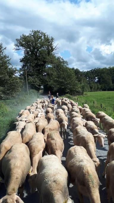 Gite A La Ferme, Avec Animaux, Fromages Et Nature Neuville-les-Decize ภายนอก รูปภาพ
