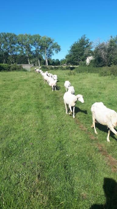 Gite A La Ferme, Avec Animaux, Fromages Et Nature Neuville-les-Decize ภายนอก รูปภาพ