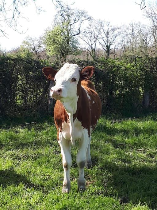 Gite A La Ferme, Avec Animaux, Fromages Et Nature Neuville-les-Decize ภายนอก รูปภาพ